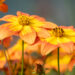 Bidens ferulifolia `Bidy Boom Fireside` ruse