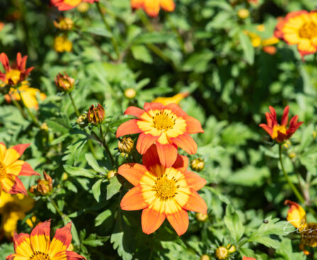 Bidens ferulifolia `Volcano` ruse (2)