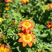 Bidens ferulifolia `Volcano` ruse (2)
