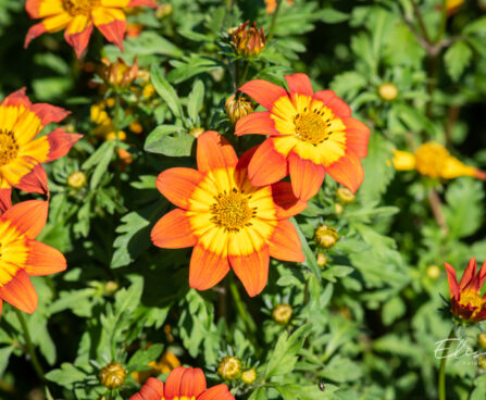 Bidens ferulifolia `Volcano` ruse