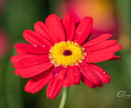 Argyranthemum frutescens `Aramis Fire` hõbekakar (2)