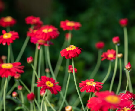 Argyranthemum frutescens `Aramis Fire` hõbekakar (3)