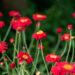 Argyranthemum frutescens `Aramis Fire` hõbekakar (3)