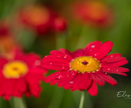 Argyranthemum frutescens `Aramis Fire` hõbekakar (4)