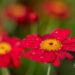 Argyranthemum frutescens `Aramis Fire` hõbekakar (4)
