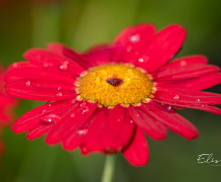 Argyranthemum frutescens `Aramis Fire` hõbekakar