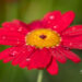 Argyranthemum frutescens `Aramis Fire` hõbekakar