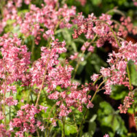 Heucherella `Pink Revolution` pisipööris