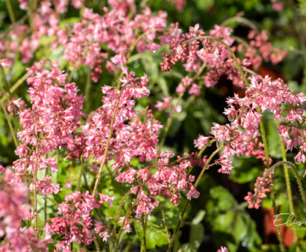 Heucherella `Pink Revolution` pisipööris