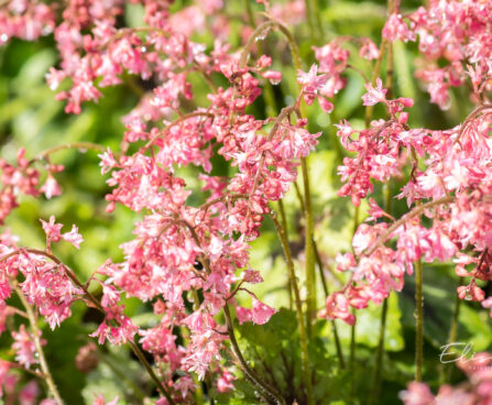 Heucherella `Pink Revolution` pisipööris (2)