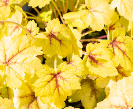 Heucherella hybrida `Stoplight` pisipööris