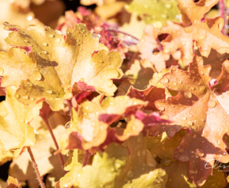 Heuchera `Marmalade` helmikpööris