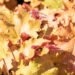 Heuchera `Marmalade` helmikpööris