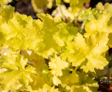 Heuchera `Lime Marmalade` helmikpööris.