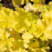 Heuchera `Lime Marmalade` helmikpööris.