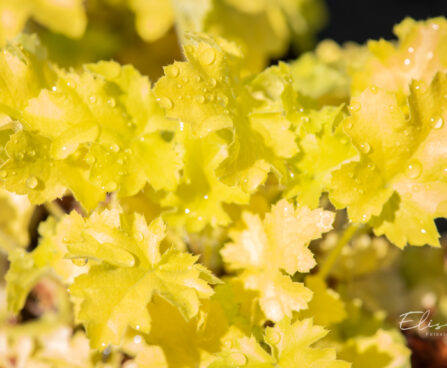 Heuchera `Lime Marmalade` helmikpööris