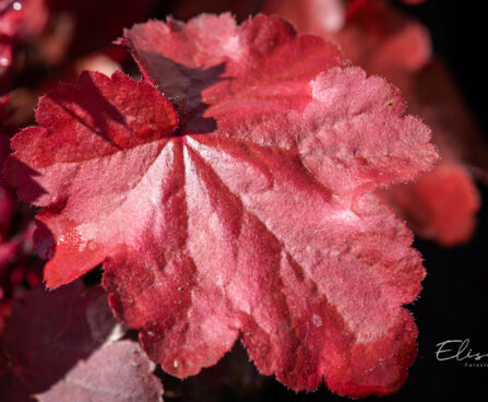 Heuchera `Fire Chief` helmikpööris (2)