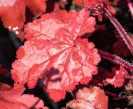 Heuchera `Fire Chief` helmikpööris