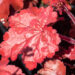 Heuchera `Fire Chief` helmikpööris