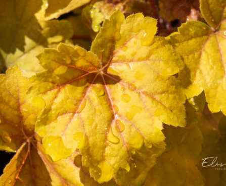 Heuchera `Electra` helmikpööris (2)