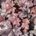 Heuchera `Cinnabar Silver` helmikpööris (2)