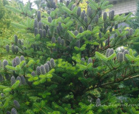 393_7403_Abies_koreana.JPG