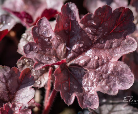 Heuchera `Cinnabar Silver` helmikpööris