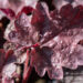 Heuchera `Cinnabar Silver` helmikpööris