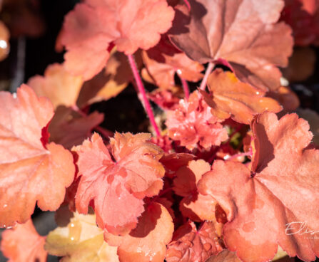 Heuchera `Cherry Cola` helmikpööris