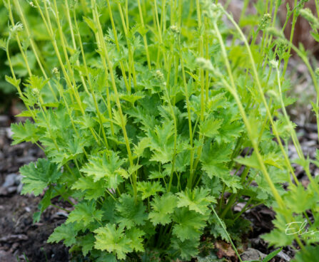 Heuchera `Apple Crisp` helmikpööris (2)