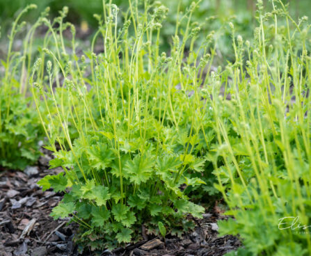 Heuchera `Apple Crisp` helmikpööris (3)