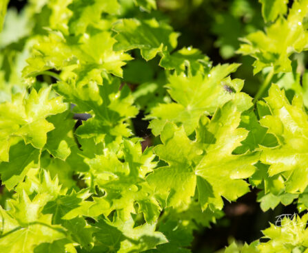 Heuchera `Apple Crisp` helmikpööris