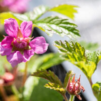Rubus stellarcticus `Astra` murakas