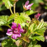 Rubus stellarcticus `Aura` murakas