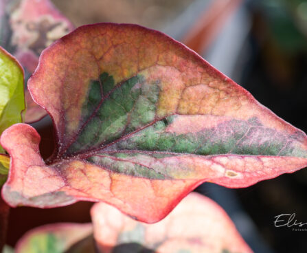 Houttuynia cordata `Pied Piper` soorohi