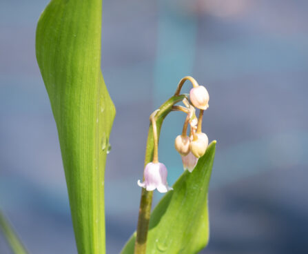 Convallaria majalis `Rosea` maikelluke (2)