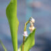 Convallaria majalis `Rosea` maikelluke (2)