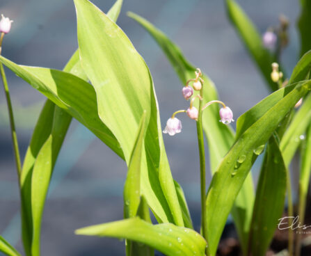 Convallaria majalis `Rosea` maikelluke