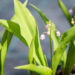 Convallaria majalis `Rosea` maikelluke