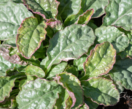 Ajuga reptans `Pink Lightning` akakapsas