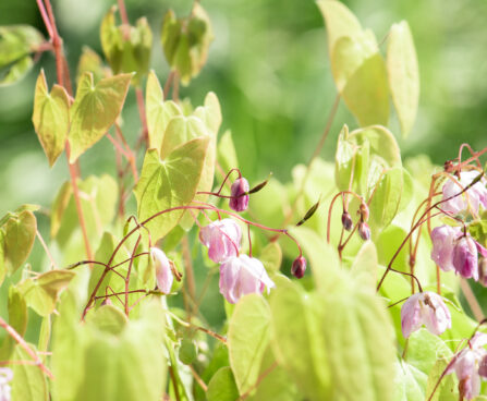 Epimedium youngianum `Roseum` kütkestav epimeedium