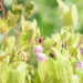 Epimedium youngianum `Roseum` kütkestav epimeedium