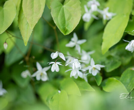 Epimedium youngianum `Niveum` kütkestav epimeedium