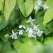 Epimedium youngianum `Niveum` kütkestav epimeedium
