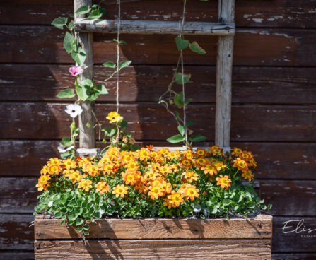 Bidens ferulifolia `Volcano` ruse