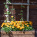 Bidens ferulifolia `Volcano` ruse