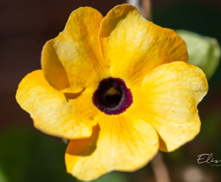 Thunbergia alata `Sunny Susy New Orange` tunbergia