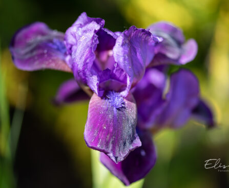 Iris pumila `Little Shadow` iiris