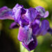 Iris pumila `Little Shadow` iiris