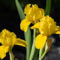 Iris pumila `Brassie` iiris